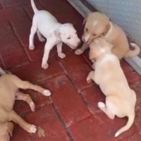 Sokö (Sokak Köpeği), Köpek  Yavrucuklar fotoğrafı