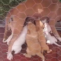 Sokö (Sokak Köpeği), Köpek  Yavrucuklar fotoğrafı