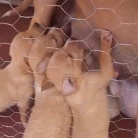 Sokö (Sokak Köpeği), Köpek  Yavrucuklar fotoğrafı