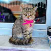 British Shorthair, Kedi  FENK fotoğrafı