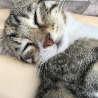 Tekir Kedi, Kedi  Temmuz fotoğrafı