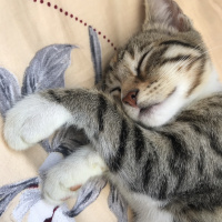 Tekir Kedi, Kedi  Temmuz fotoğrafı