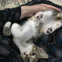 Tekir Kedi, Kedi  Temmuz fotoğrafı