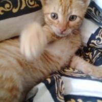 Tekir Kedi, Kedi  güneş fotoğrafı