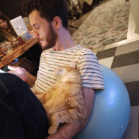 Tekir Kedi, Kedi  Sushi fotoğrafı