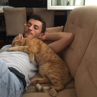 Tekir Kedi, Kedi  Sushi fotoğrafı