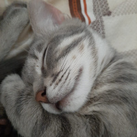 Tekir Kedi, Kedi  Duman fotoğrafı