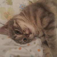 Tekir Kedi, Kedi  Duman fotoğrafı