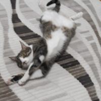 Tekir Kedi, Kedi  TOPAÇ fotoğrafı