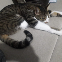 Tekir Kedi, Kedi  TOPAÇ fotoğrafı