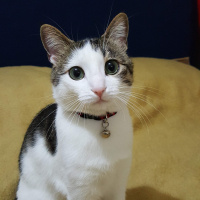 Tekir Kedi, Kedi  Leo MİA fotoğrafı