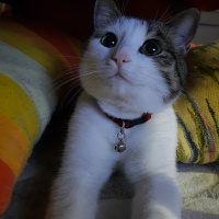 Tekir Kedi, Kedi  Leo MİA fotoğrafı