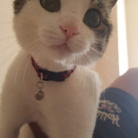 Tekir Kedi, Kedi  Leo MİA fotoğrafı