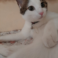 Tekir Kedi, Kedi  Leo MİA fotoğrafı