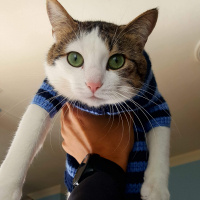 Tekir Kedi, Kedi  Leo MİA fotoğrafı