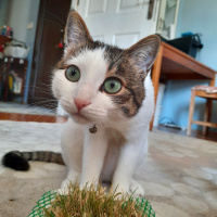 Tekir Kedi, Kedi  Leo MİA fotoğrafı