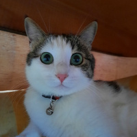 Tekir Kedi, Kedi  Leo MİA fotoğrafı