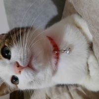 Tekir Kedi, Kedi  Leo MİA fotoğrafı