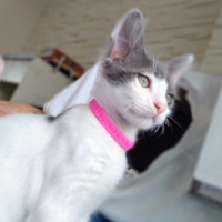 Tekir Kedi, Kedi  Pamuk fotoğrafı