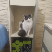 Tekir Kedi, Kedi  Pamuk fotoğrafı