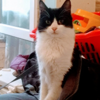 Tekir Kedi, Kedi  Huysuz fotoğrafı