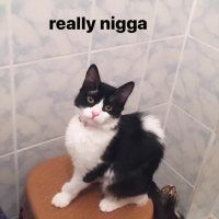 Tekir Kedi, Kedi  Huysuz fotoğrafı