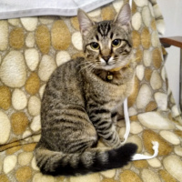 Tekir Kedi, Kedi  Boncuk fotoğrafı