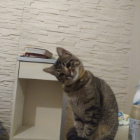Tekir Kedi, Kedi  Boncuk fotoğrafı