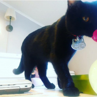 Bombay, Kedi  Kadife fotoğrafı