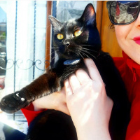 Bombay, Kedi  Kadife fotoğrafı