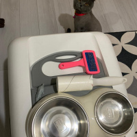 Scottish Fold, Kedi  Oscar fotoğrafı