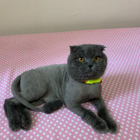 Scottish Fold, Kedi  Oscar fotoğrafı