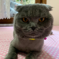 Scottish Fold, Kedi  Oscar fotoğrafı
