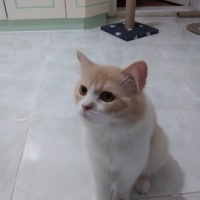 İran Kedisi (Persian), Kedi  Yumak fotoğrafı
