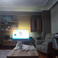 İran Kedisi (Persian), Kedi  Yumak fotoğrafı