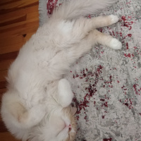 İran Kedisi (Persian), Kedi  Yumak fotoğrafı