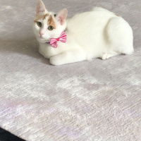 Tekir Kedi, Kedi  Türkan fotoğrafı