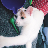 Tekir Kedi, Kedi  Türkan fotoğrafı