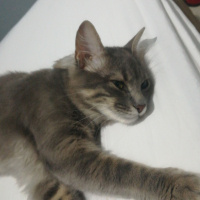 Tekir Kedi, Kedi  Gümüş fotoğrafı