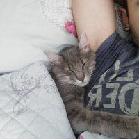 Tekir Kedi, Kedi  Gümüş fotoğrafı