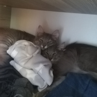Tekir Kedi, Kedi  Gümüş fotoğrafı