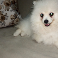 Sokö (Sokak Köpeği), Köpek  Bambam fotoğrafı