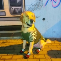 Golden Retriever, Köpek  Mösyö fotoğrafı