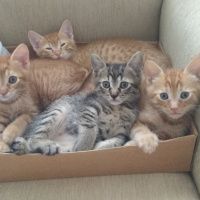 Sarman, Kedi  PAŞA fotoğrafı