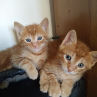 Sarman, Kedi  PAŞA fotoğrafı