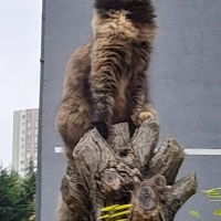 Sarman, Kedi  PAŞA fotoğrafı
