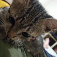 Tekir Kedi, Kedi  Carlos fotoğrafı