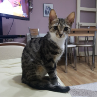 Tekir Kedi, Kedi  Carlos fotoğrafı