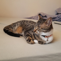 Tekir Kedi, Kedi  Carlos fotoğrafı