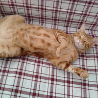 Sarman, Kedi  Behlül fotoğrafı